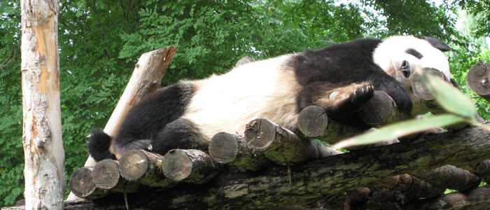 Pandas at Beijing Zoo